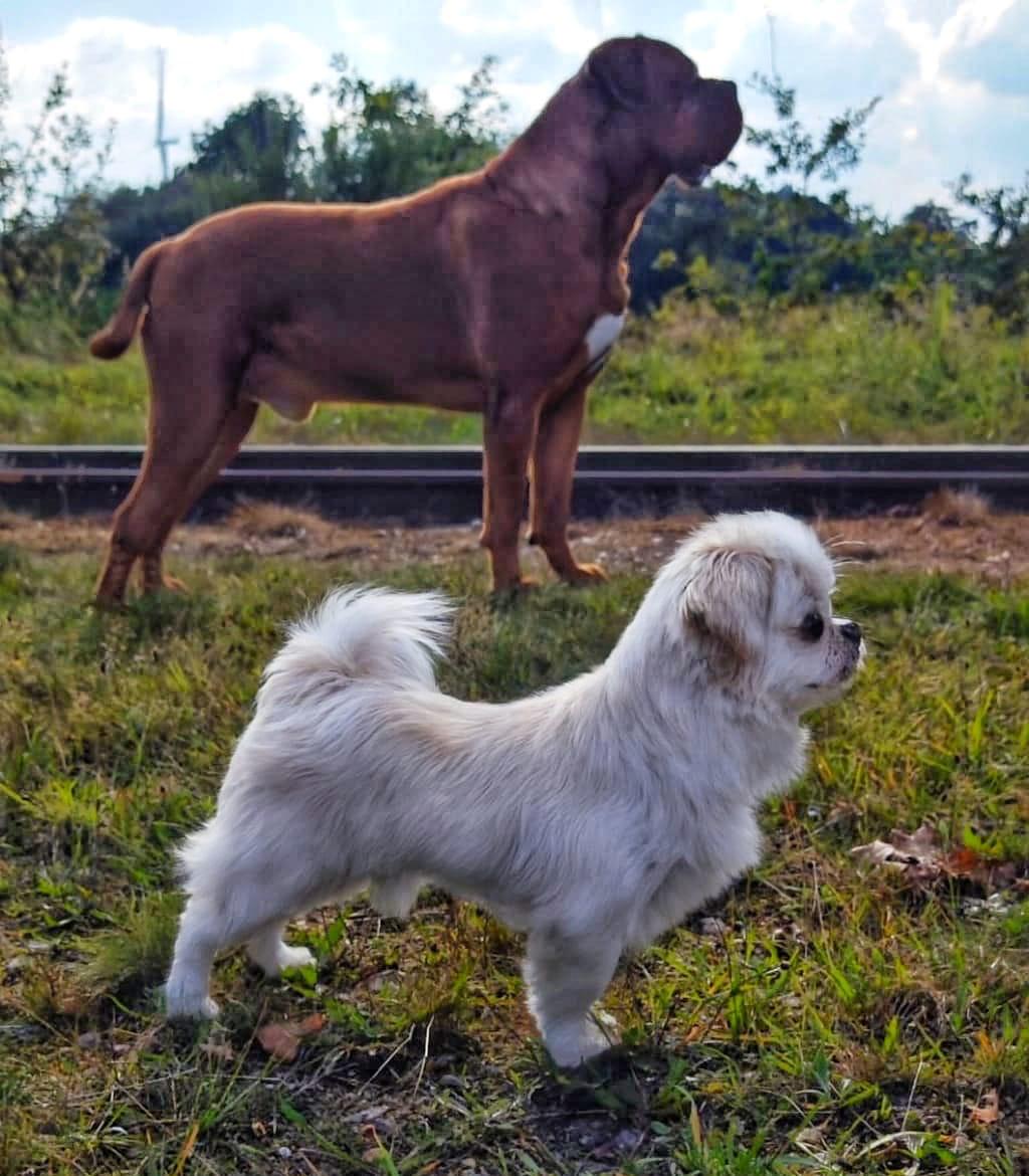 Hond wordt liefdevol getrimd bij Trimsalon 't Schuurtje